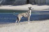 WHIPPET 207